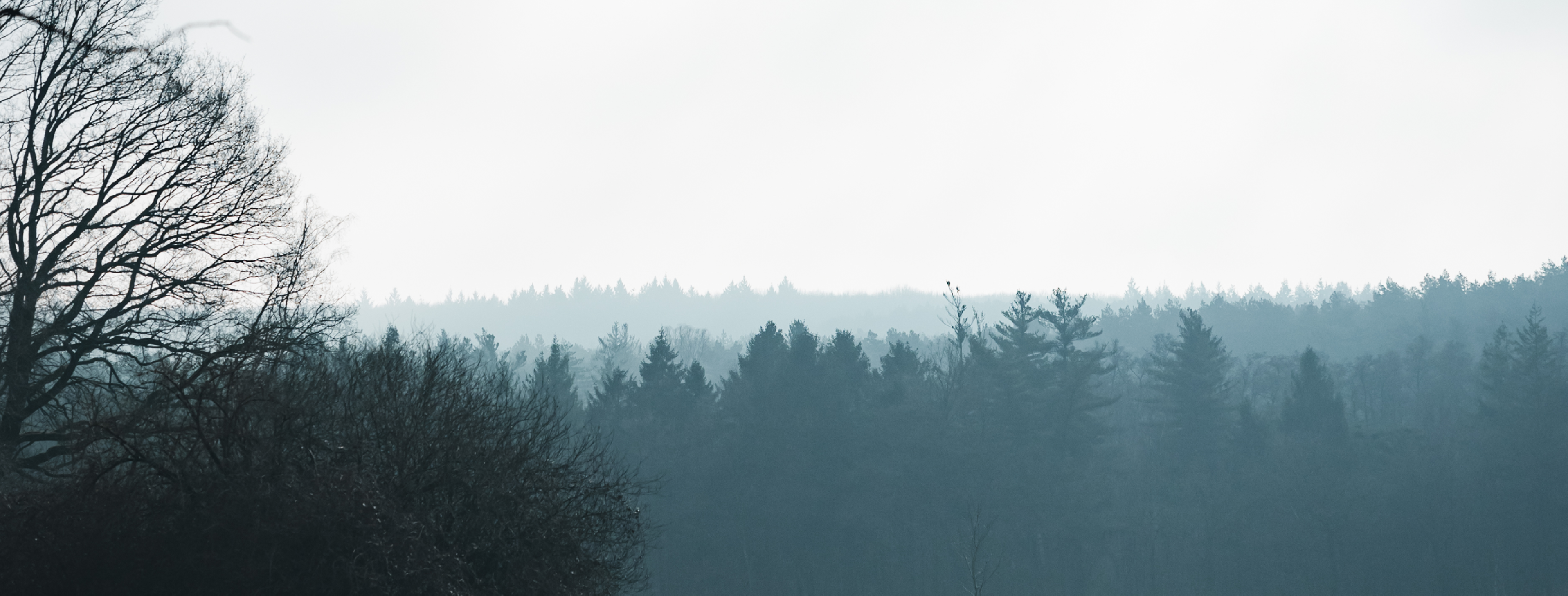 Mist hangt boven een bosrijke Meinweg met silhouetten van bomen.