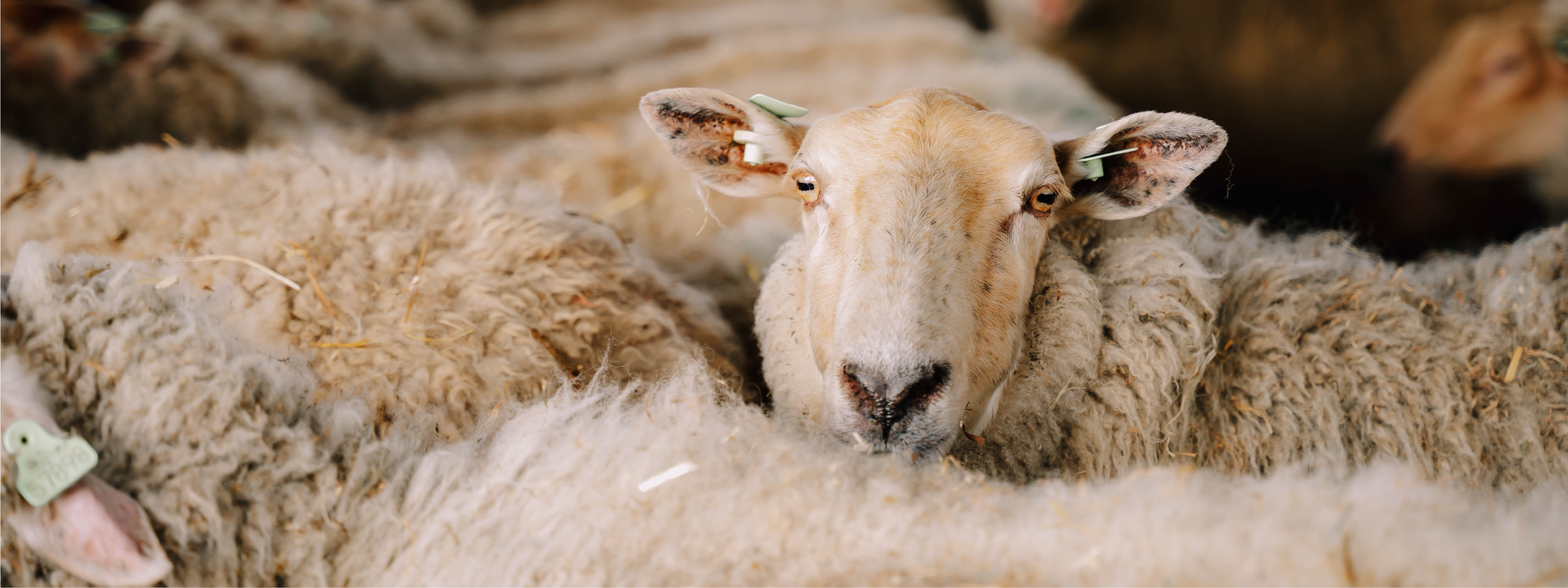 schapen in een stal