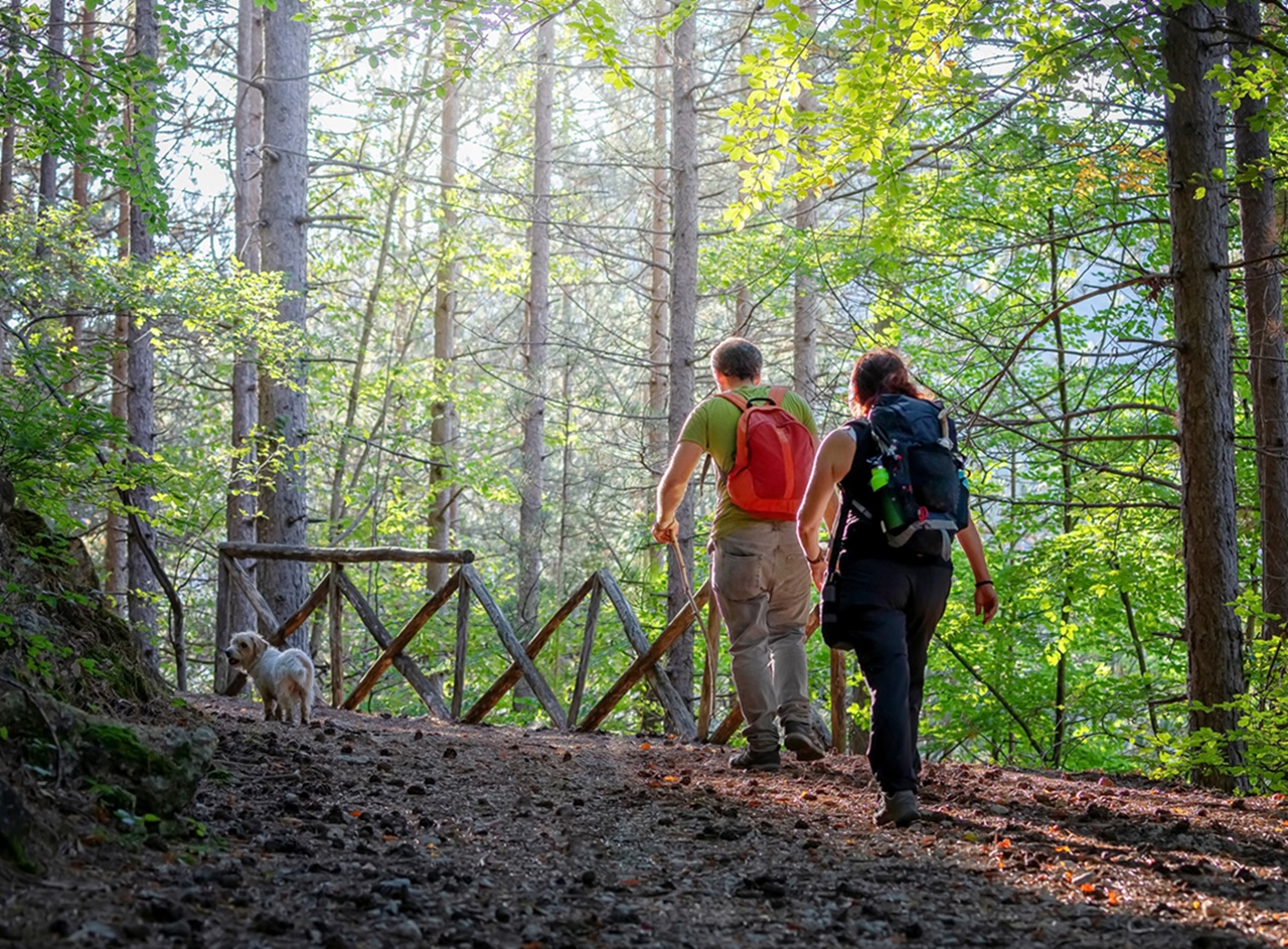 2 Personen gehen im Sommer durch den Wald