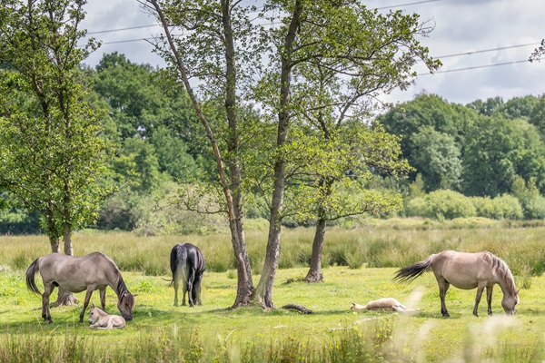 Pferde grasen in der grünen Umgebung des GrensPark KempenBroek