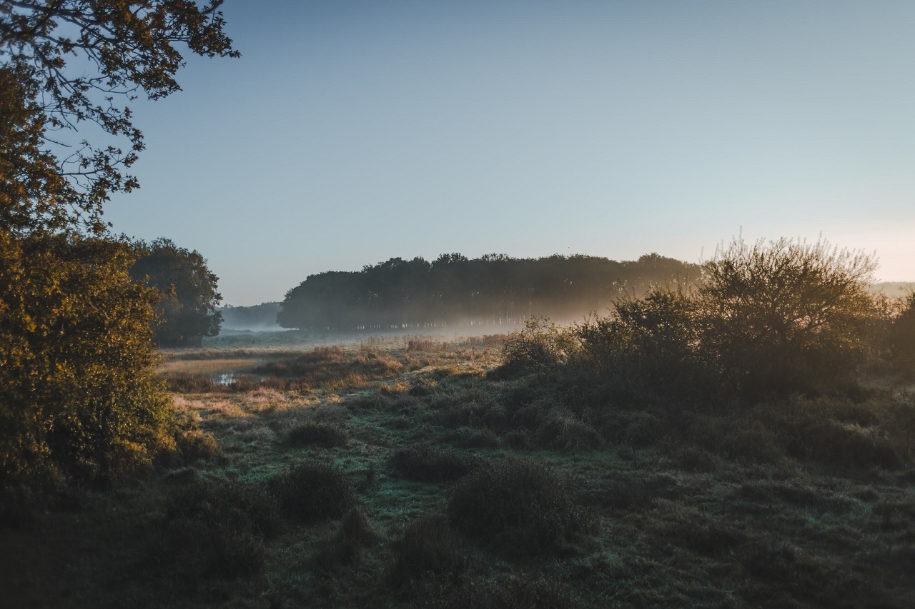 De omgeving van het weerterbos