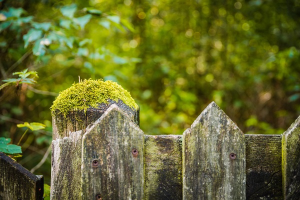 Mit Moos bewachsener Zaun im Naturschutzgebiet Beegderheide