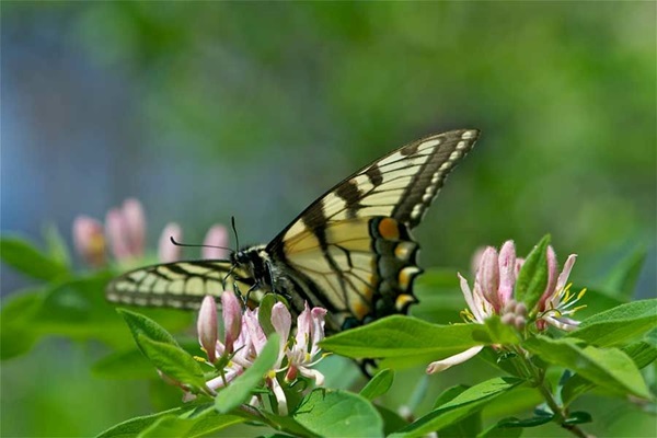 Vlinder op een plant bij de Vlinderpaat in Nederweert