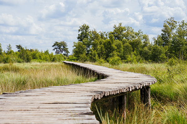 Vlonderpad in de zomer in Nationaal Park de Groote Peel.