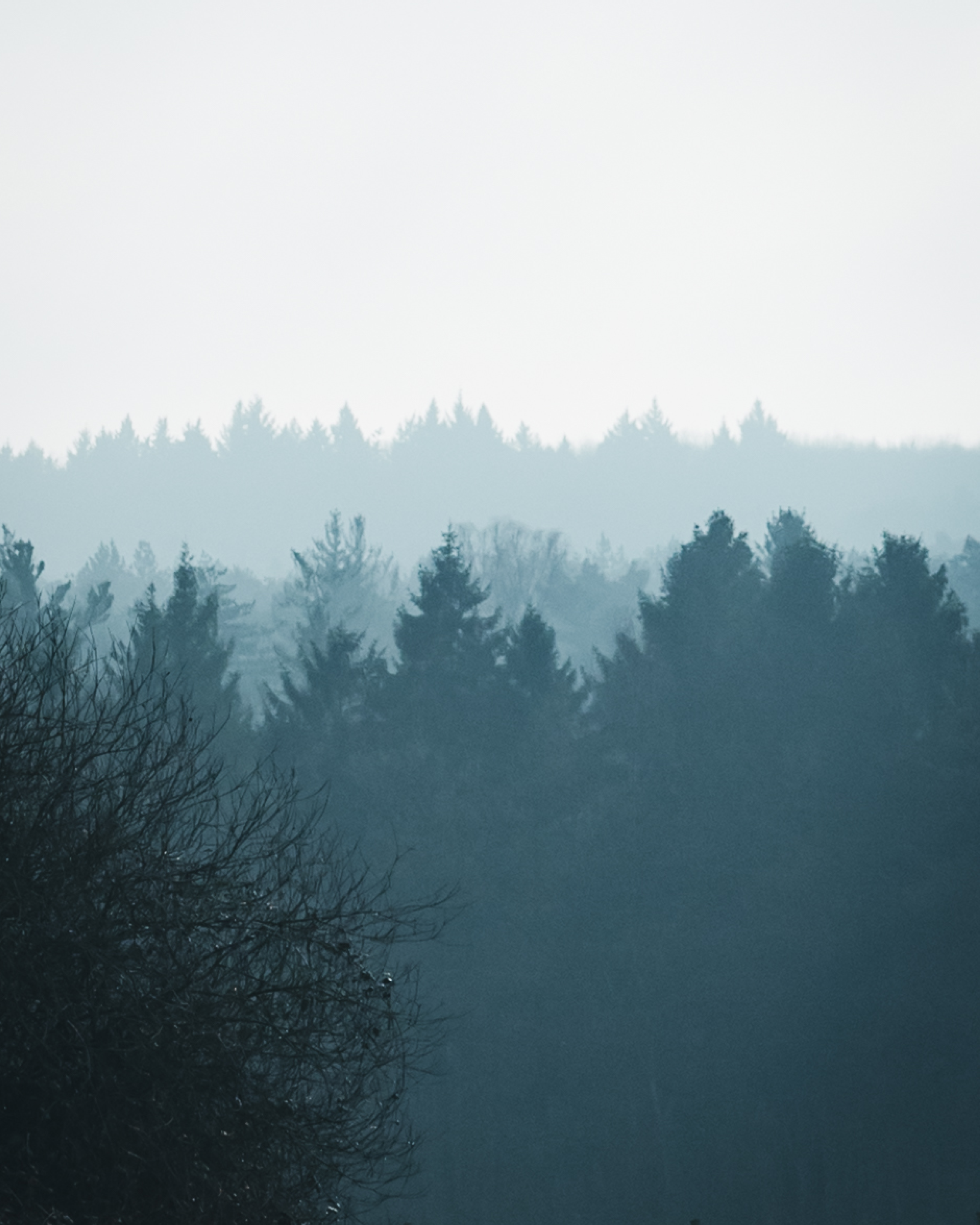 Nebel hängt über einem bewaldeten Höhenzug mit Baum-Silhouetten.