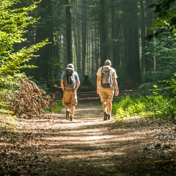 Twee wandelaars met rugzak lopen over een breed bospad in een zonovergoten bosgebied in Hart van Limburg.